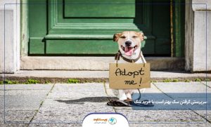به سرپرستی گرفتن سگ بهتر است یا خرید سگ؟