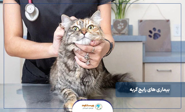 بیماری های رایج گربه