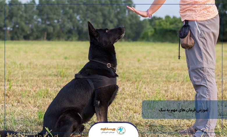 آموزش فرمان های مهم به سگ ها