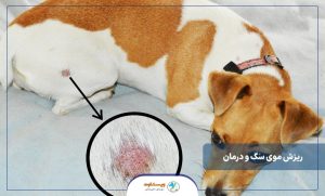 چند نکته برای کنترل ریزش موی سگ