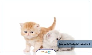 گربه نژاد خالص یا نژاد میکس؟ کدام بهتر است؟