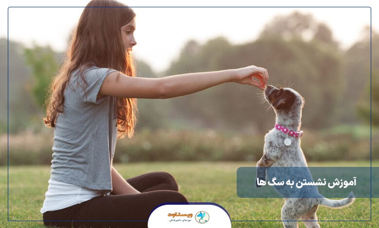 آموزش نشستن به سگ ها