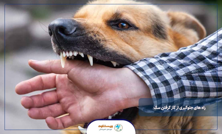 راه های جلوگیری از گاز گرفتن سگ