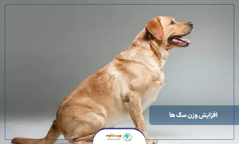 کمک به افزایش وزن سگ ها