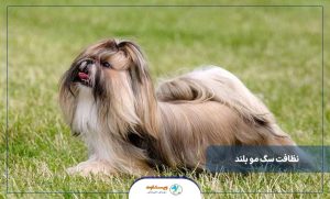 راهنمای مفید برای نظافت سگ مو بلند