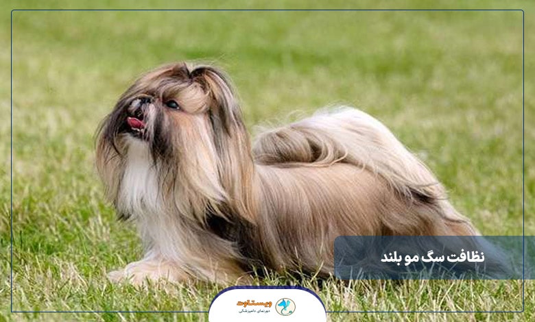 راهنمای مفید برای نظافت سگ مو بلند
