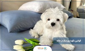نکات نگهداری سگ در خانه