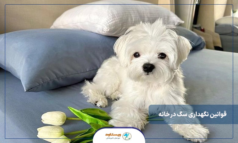 نکات نگهداری سگ در خانه