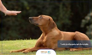 چگونه به سگ خود بیاموزیم که دراز بکشد؟