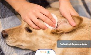 چگونه گوش و چشم سگ خود را تمیز کنیم؟