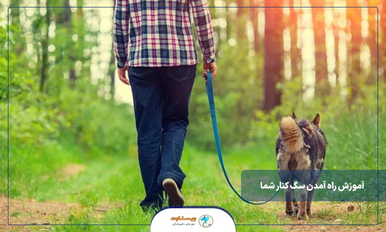 آموزش راه آمدن سگ کنار شما