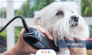 نحوه اصلاح موی سگ