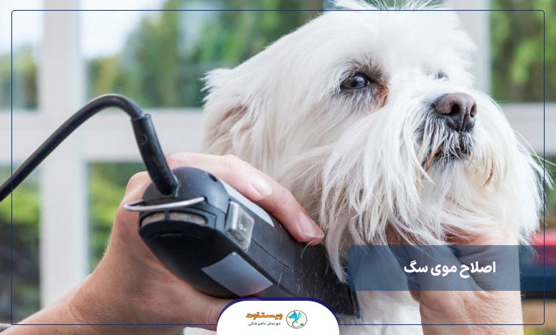 نحوه اصلاح موی سگ
