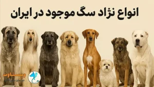 انواع نژاد سگ موجود در ایران