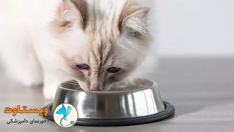 مقدار غذای گربه در روز