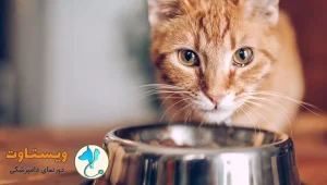 چند بار در روز به گربه غذا بدهیم؟